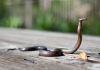 Expert Removal for Snakes, Rodents & Nuisance Wildlife